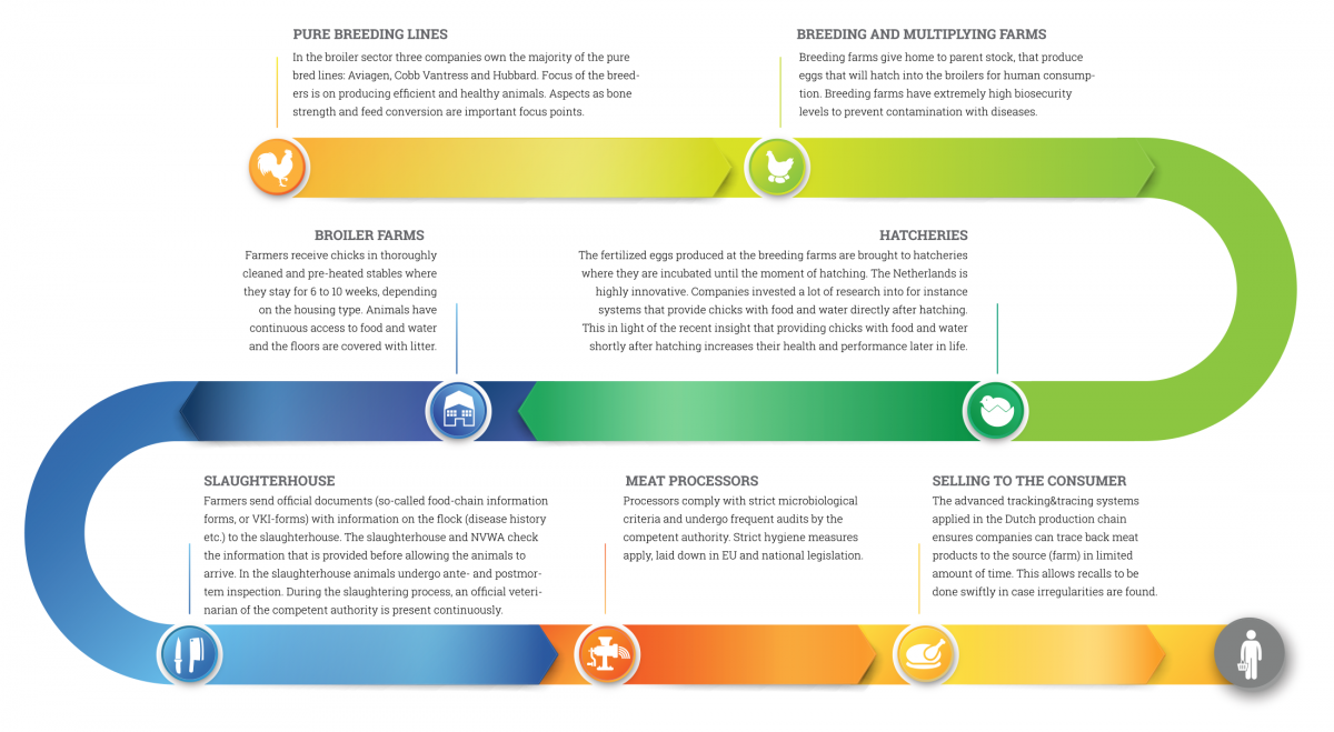 Production Chain - Holland Poultry